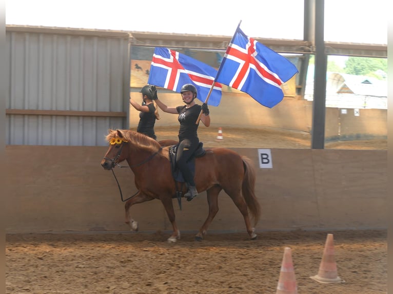 IJslander Merrie 13 Jaar 141 cm Vos in Euskirchen