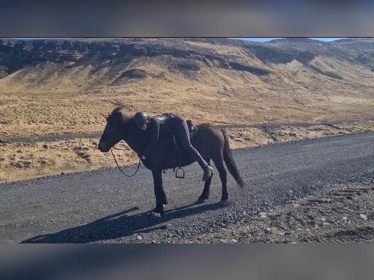 IJslander Merrie 13 Jaar 142 cm Bruin in Snaefellsbaer