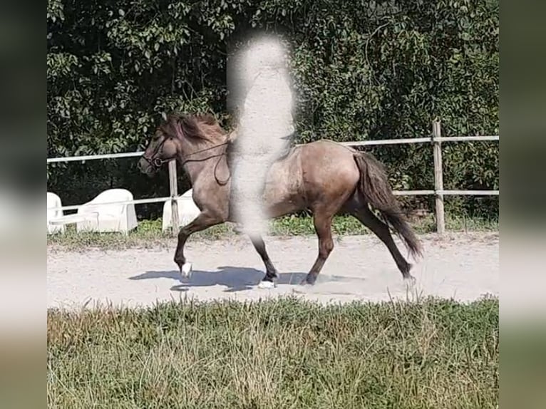 IJslander Merrie 13 Jaar 143 cm Falbe in Bechenheim