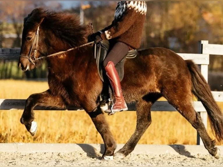 IJslander Merrie 13 Jaar 145 cm Zwart in Mariapfarr