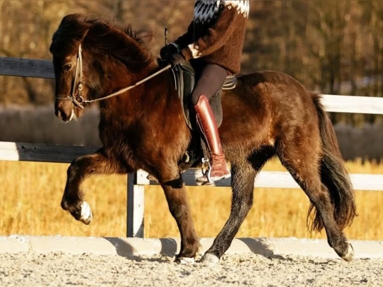 IJslander Merrie 13 Jaar 145 cm Zwart in Mariapfarr