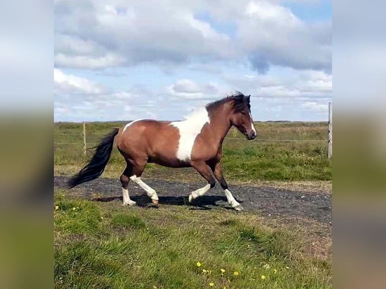 IJslander Merrie 13 Jaar Gevlekt-paard in Reykjavik