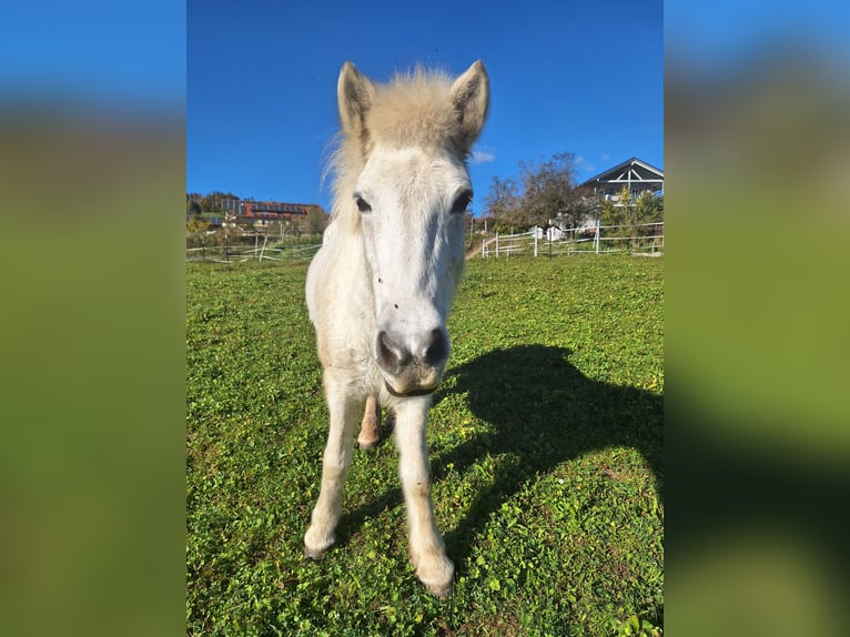 IJslander Merrie 13 Jaar Schimmel in Weilheim