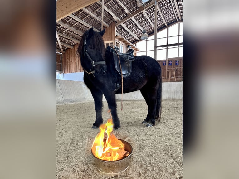 IJslander Merrie 13 Jaar Zwart in Friedberg