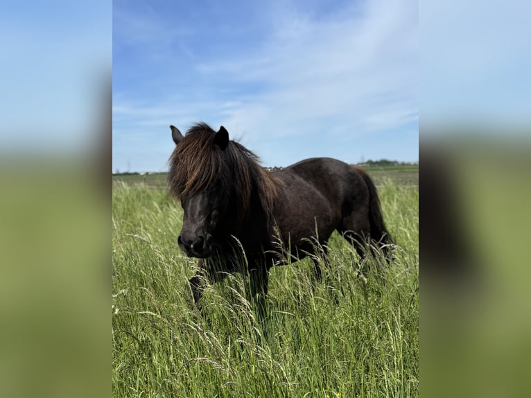 IJslander Merrie 13 Jaar Zwart in Friedberg
