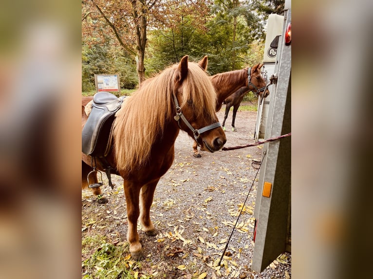 IJslander Merrie 14 Jaar 131 cm Vos in Mülheim an der Ruhr