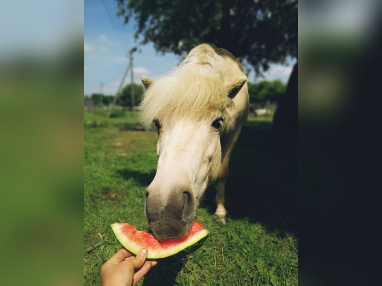 IJslander Merrie 14 Jaar 132 cm Cremello in Kaarst