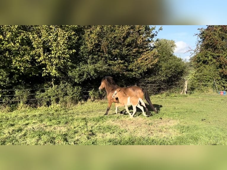 IJslander Merrie 14 Jaar 133 cm Bruin in Reinfeld (Holstein)R