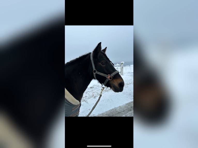 IJslander Mix Merrie 14 Jaar 133 cm Gevlekt-paard in Fürstenzell