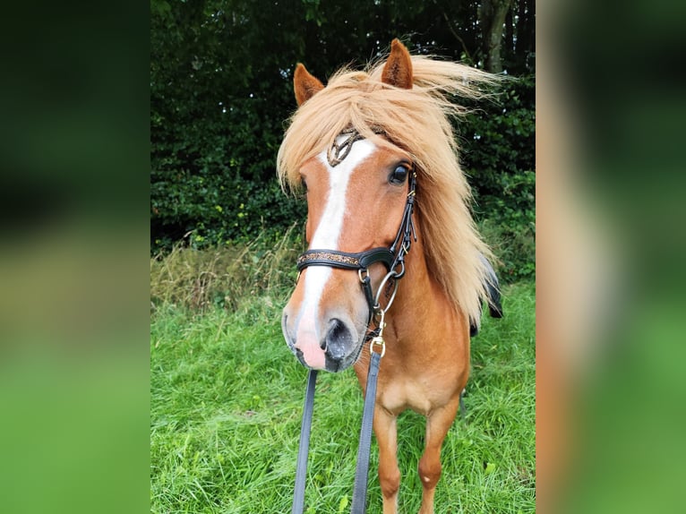 IJslander Merrie 14 Jaar 134 cm Vos in Nehms