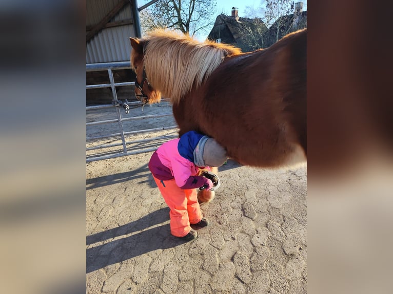 IJslander Merrie 14 Jaar 134 cm Vos in Nehms