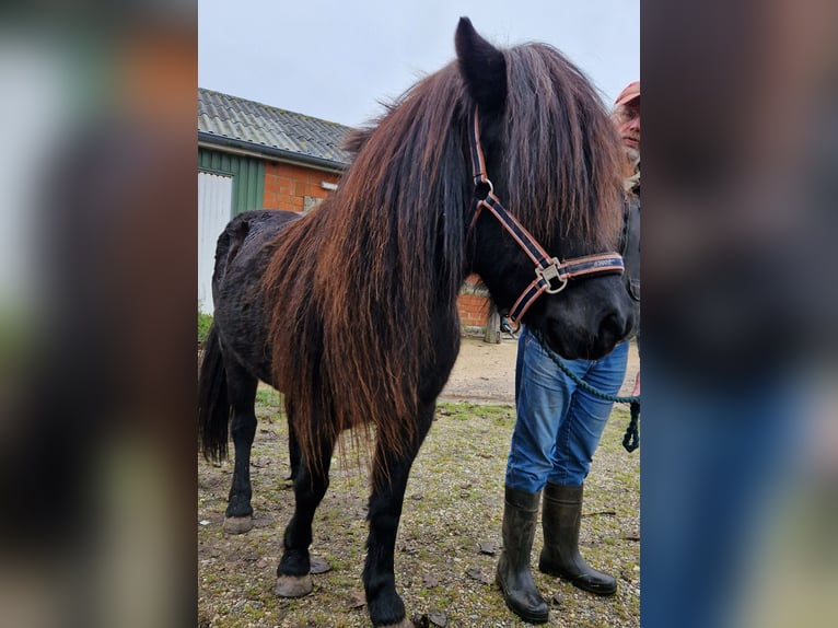 IJslander Merrie 14 Jaar 135 cm Zwart in S&#xFC;derl&#xFC;gum