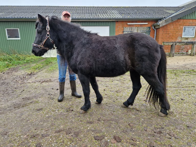 IJslander Merrie 14 Jaar 135 cm Zwart in S&#xFC;derl&#xFC;gum