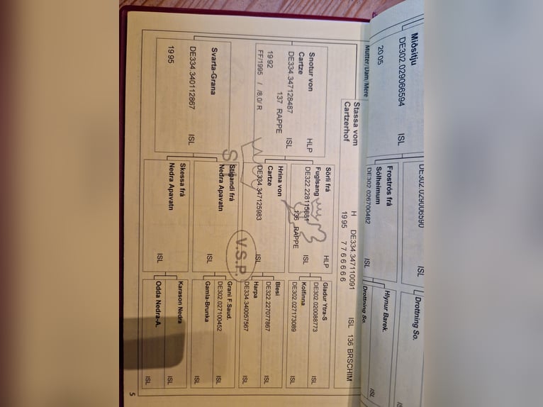 IJslander Merrie 14 Jaar 135 cm Zwart in S&#xFC;derl&#xFC;gum