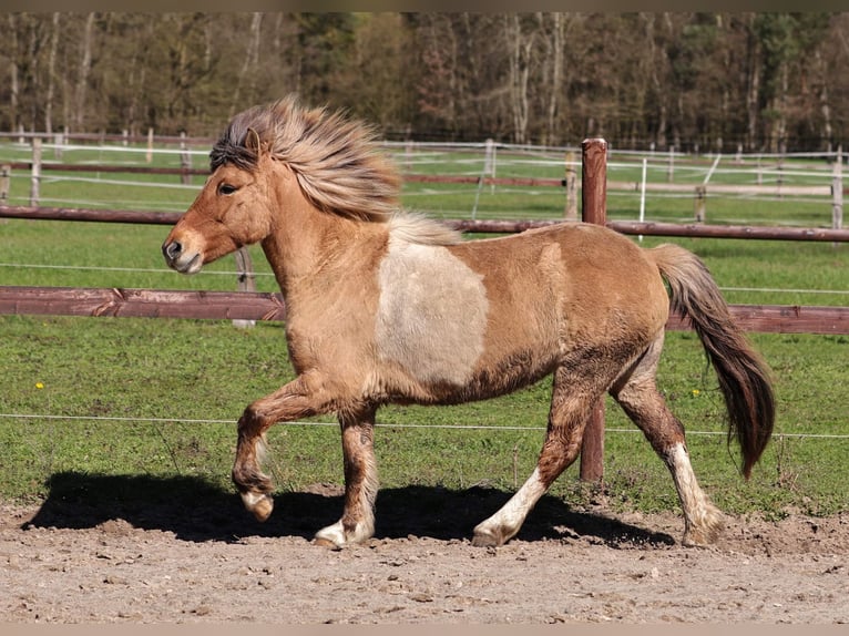 IJslander Merrie 14 Jaar 136 cm Gevlekt-paard in Südlohn