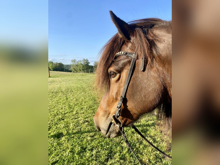 IJslander Merrie 14 Jaar 137 cm Bruin in Aidlingen