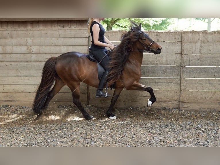 IJslander Merrie 14 Jaar 137 cm Bruin in Aidlingen