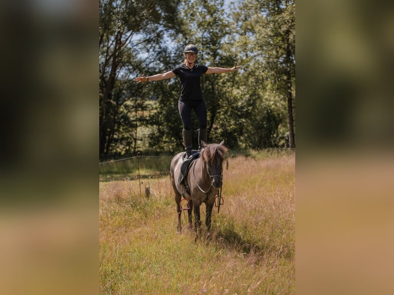 IJslander Merrie 14 Jaar 137 cm  in Ulrichsberg