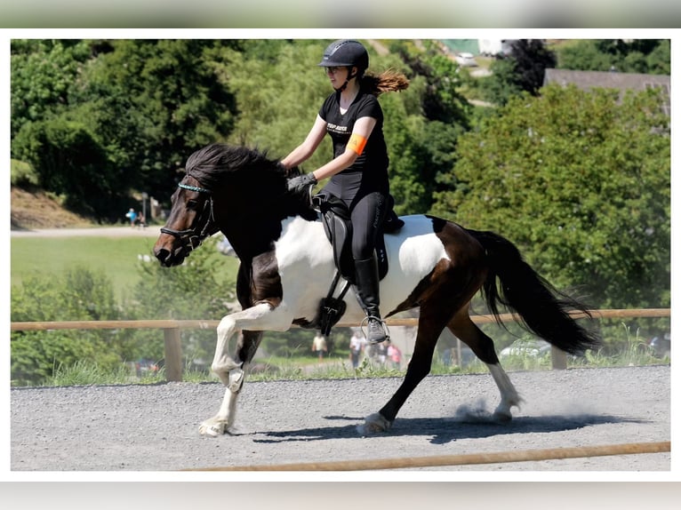 IJslander Merrie 14 Jaar 137 cm Gevlekt-paard in Meckenbeuren