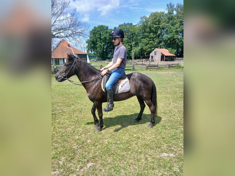 IJslander Merrie 14 Jaar 138 cm in Westmalle