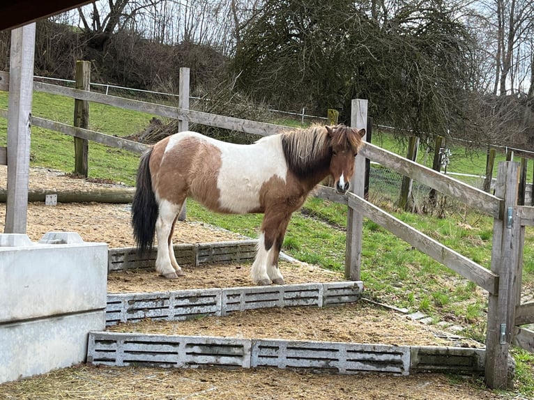 IJslander Merrie 14 Jaar 140 cm Gevlekt-paard in Moosleerau