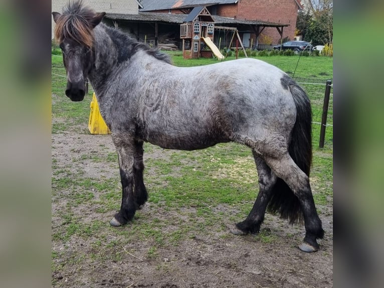 IJslander Merrie 14 Jaar 140 cm Roan-Blue in Coesfeld