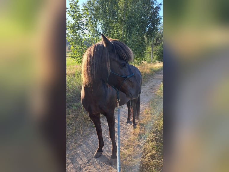 IJslander Merrie 14 Jaar 140 cm Zwart in Usingen