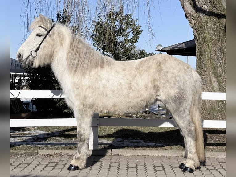 IJslander Merrie 14 Jaar 143 cm Schimmel in Lochen am See