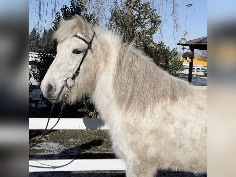 IJslander Merrie 14 Jaar 143 cm Schimmel in Lochen am See
