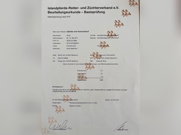 IJslander Merrie 14 Jaar 145 cm Vos in N&#xF6;rdlingenN&#xF6;rdlingen