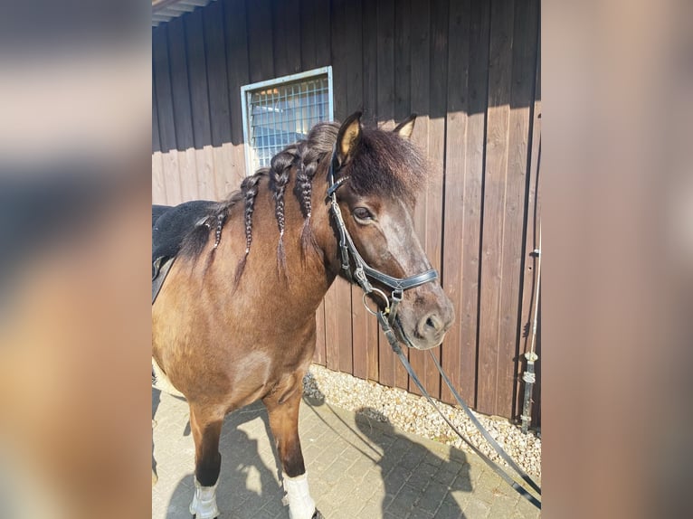 IJslander Merrie 14 Jaar Donkerbruin in Graach