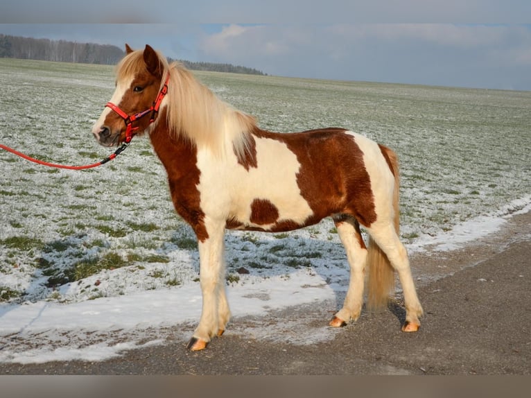 IJslander Merrie 14 Jaar Gevlekt-paard in Straßwalchen