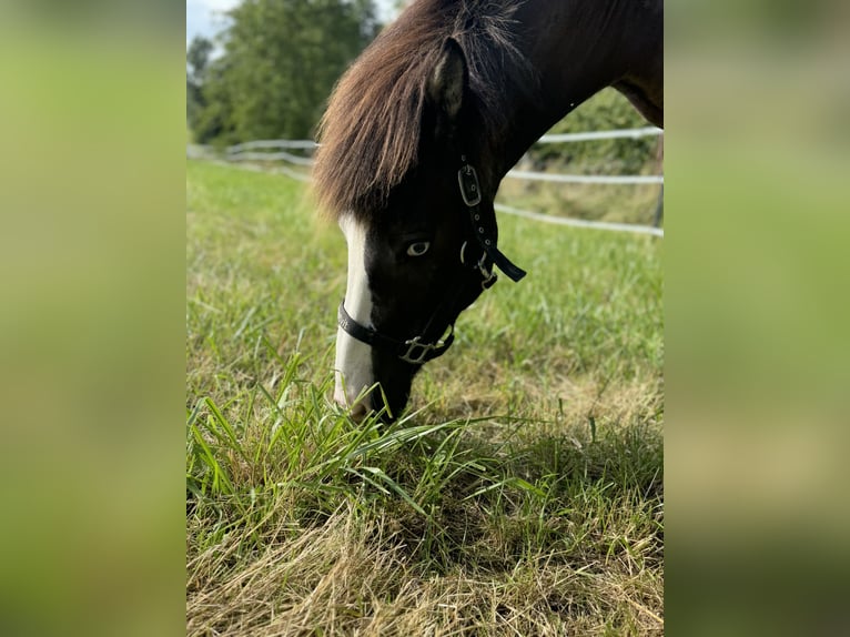 IJslander Merrie 14 Jaar Lichtbruin in Wurmsham