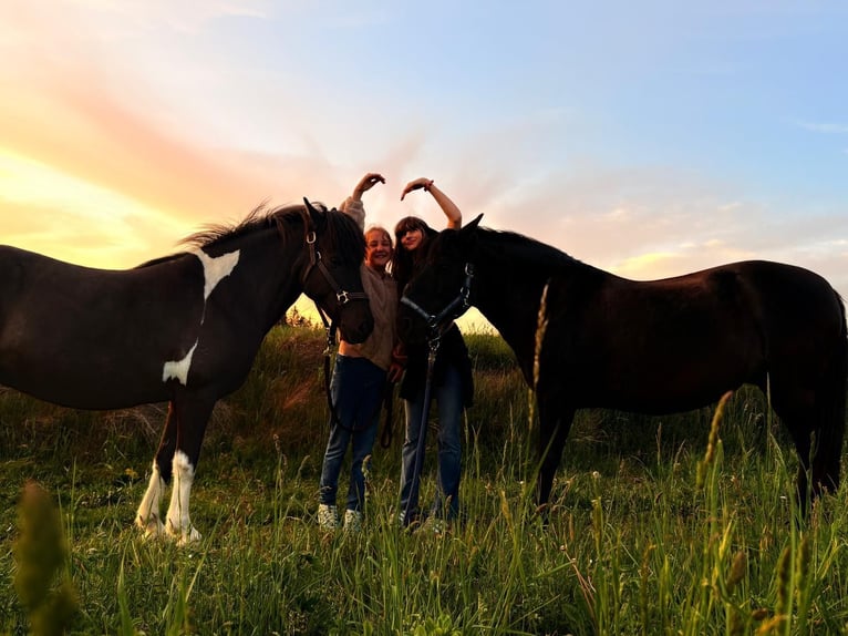 IJslander Merrie 15 Jaar 133 cm Gevlekt-paard in Bad Zell
