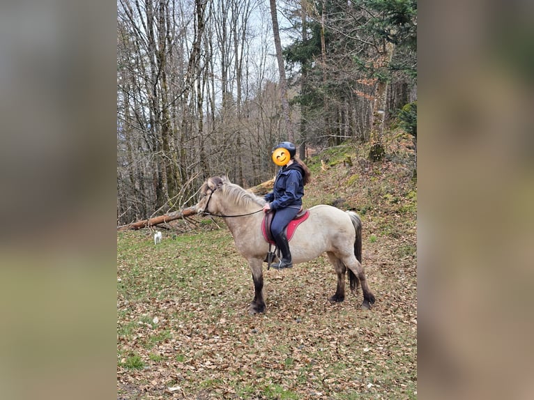 IJslander Merrie 15 Jaar 134 cm Falbe in Moosch