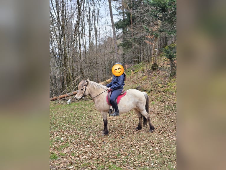 IJslander Merrie 15 Jaar 134 cm Falbe in Moosch