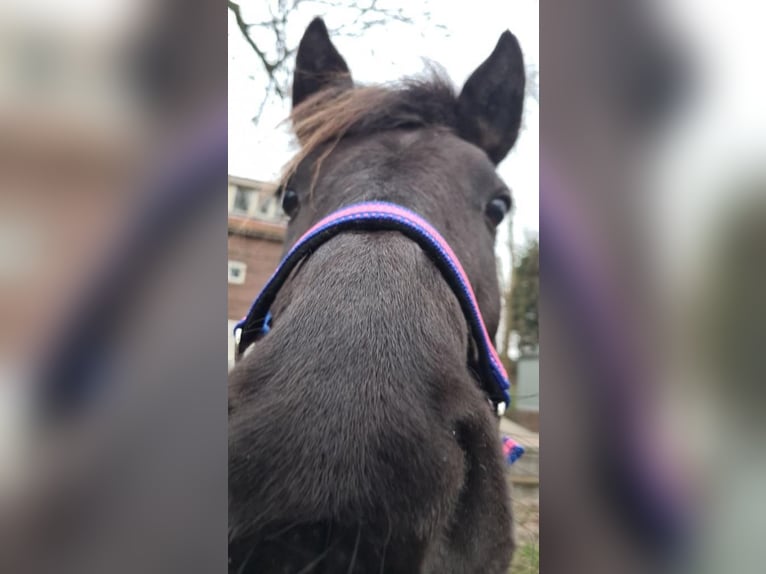 IJslander Merrie 15 Jaar 135 cm Zwart in Hoeleden