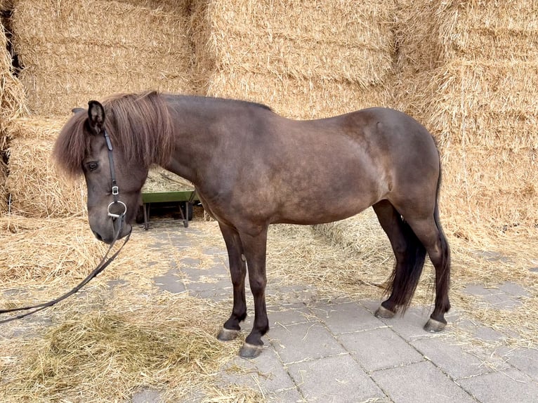 IJslander Merrie 15 Jaar 139 cm Zwart in Kelberg