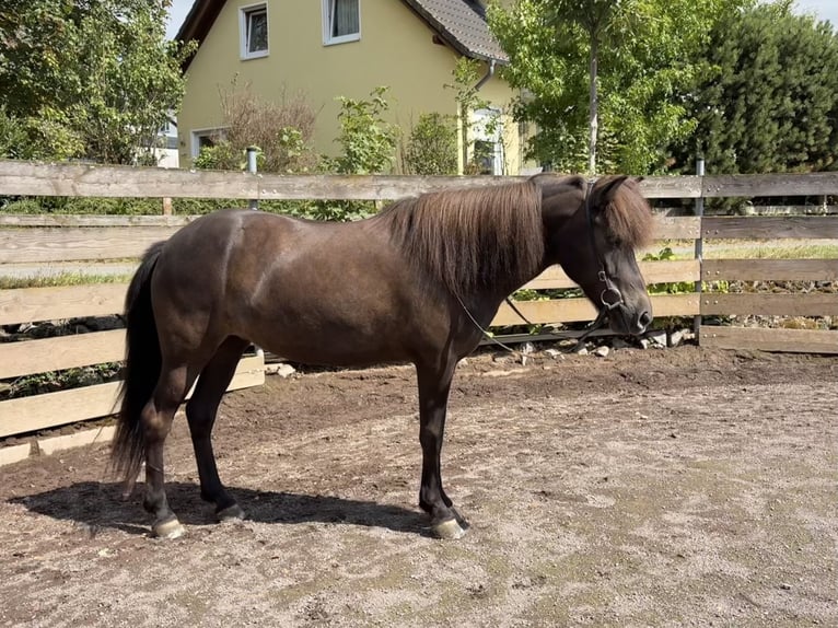 IJslander Merrie 15 Jaar 139 cm Zwart in Kelberg