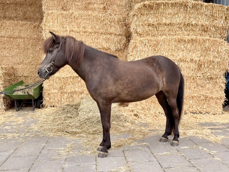 IJslander Merrie 15 Jaar 139 cm Zwart in Kelberg