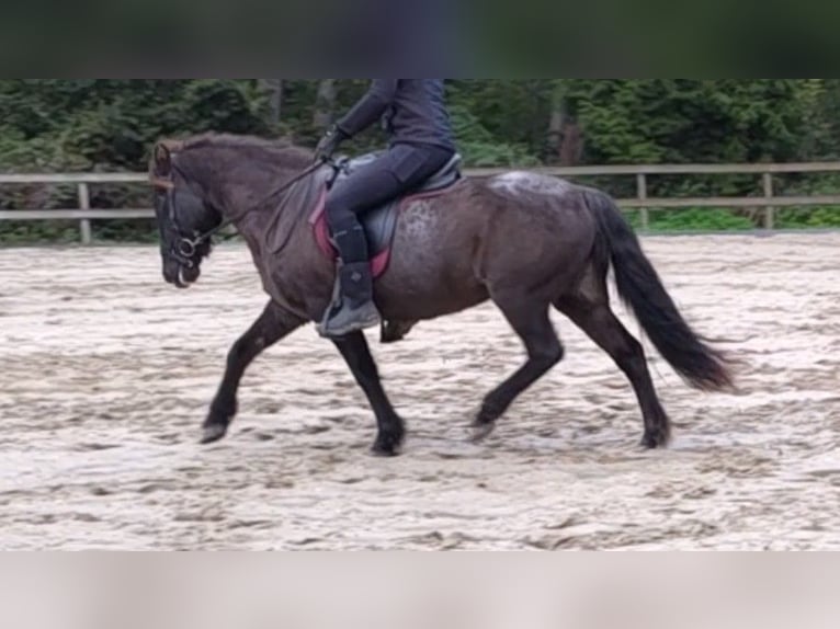 IJslander Merrie 15 Jaar 140 cm Roan-Blue in Leuvenheim