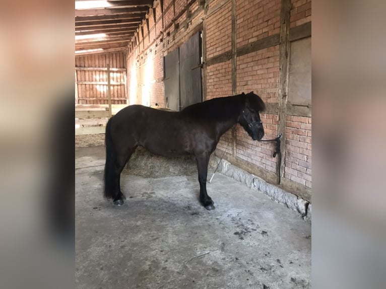 IJslander Merrie 15 Jaar 142 cm Zwart in Neu Darchau