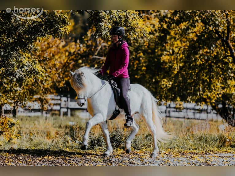 IJslander Merrie 15 Jaar 143 cm Schimmel in Taufkirchen/Trattnach