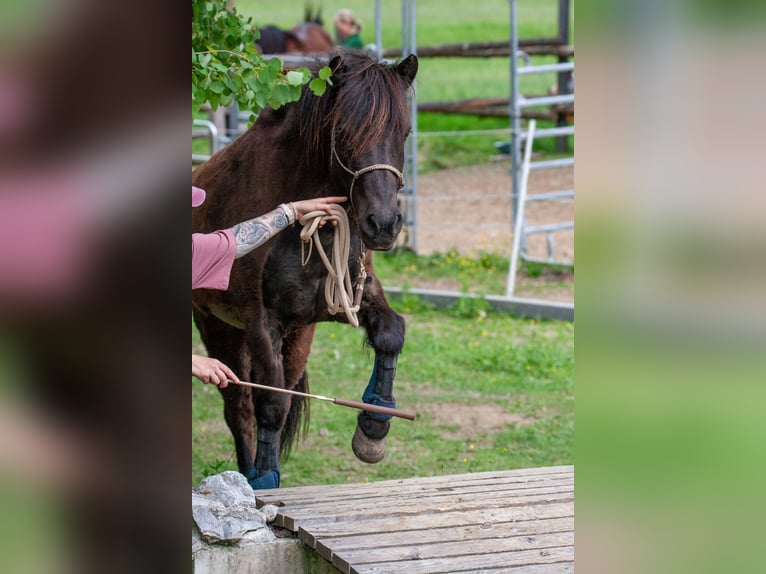 IJslander Merrie 15 Jaar 143 cm Zwart in St.Jakob Im Rosental