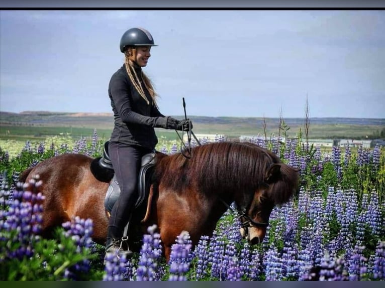 IJslander Merrie 15 Jaar Roodbruin in Reykjavik