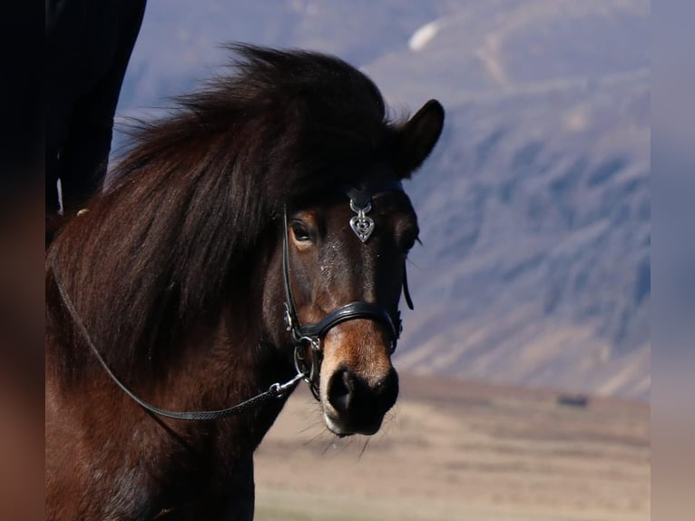 IJslander Merrie 15 Jaar Roodbruin in Reykjavik