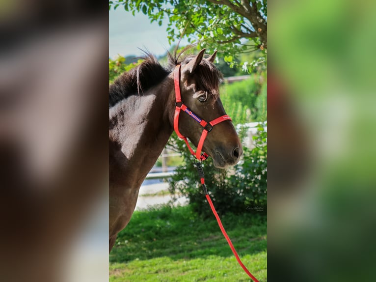 IJslander Merrie 15 Jaar Zwartbruin in Straßwalchen