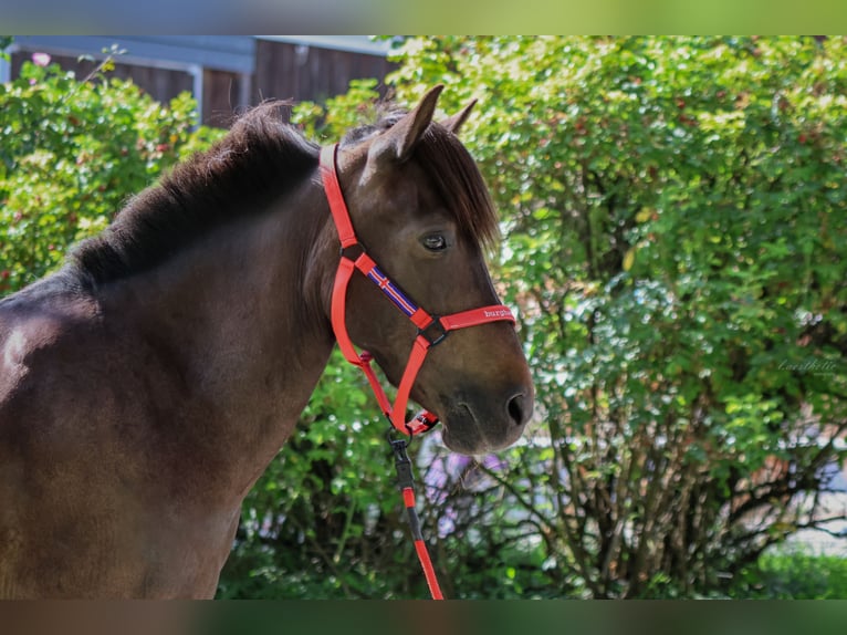 IJslander Merrie 15 Jaar Zwartbruin in Straßwalchen