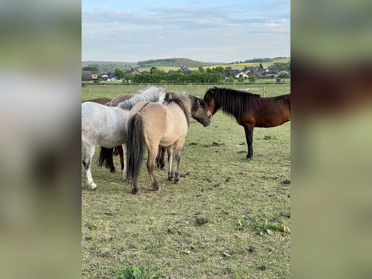 IJslander Merrie 16 Jaar 138 cm Bruin in Königswinter