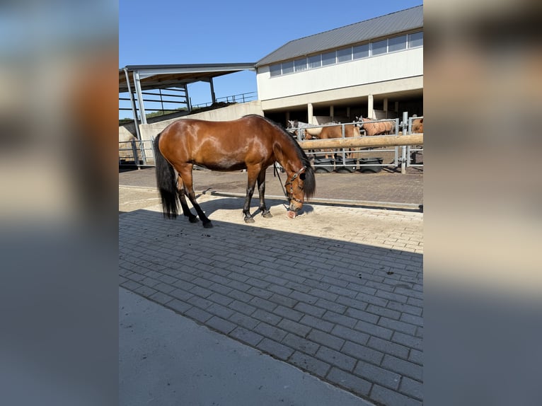 IJslander Merrie 16 Jaar 138 cm Bruin in Königswinter
